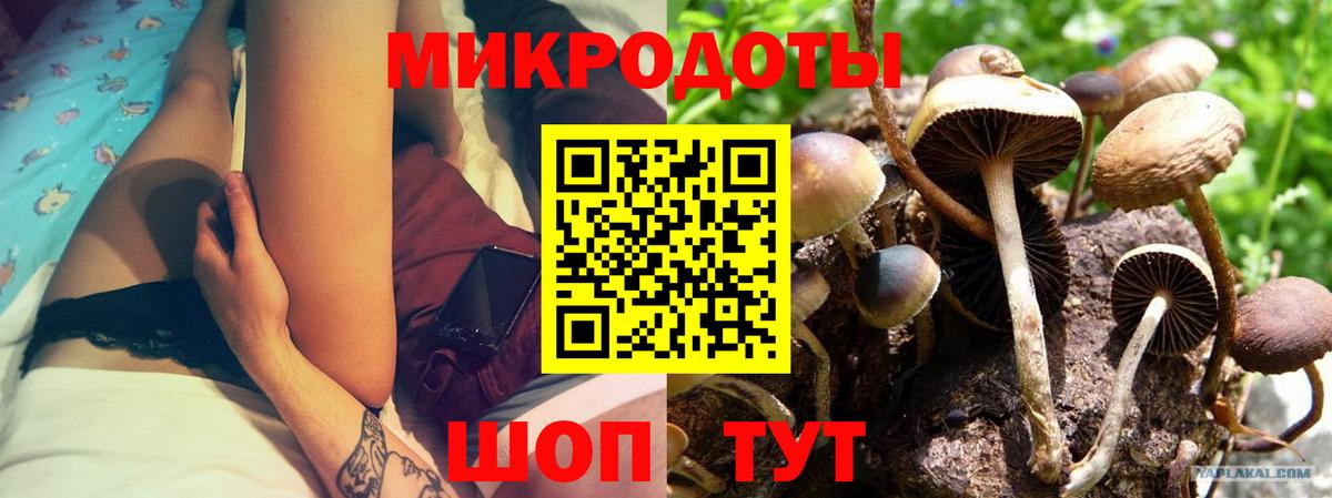 Псилоцибиновые грибы прущие грибы Сосновый Бор